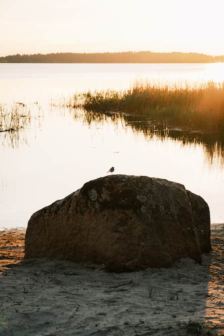 A small bird is perched on a large rock by a calm lake at sunset, with reeds and distant trees visible in the background.