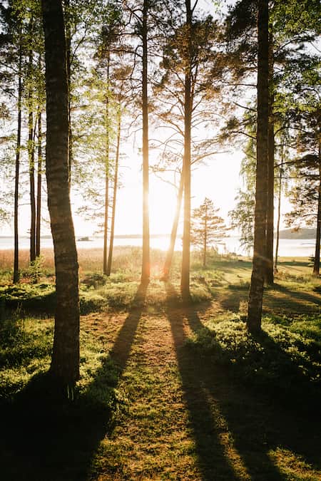Sunlight streams through tall pine trees in a forest, casting long shadows on the grassy ground, with a glimpse of a lake in the background.